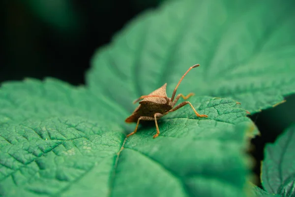 Lurking Raspberry Leaf Lizard Insect Looks Straight Ahead Close Beetle — Stockfoto