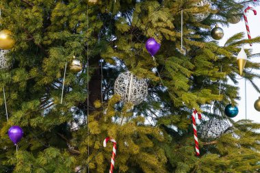 Toys on green branches of christmas street tree on winter day