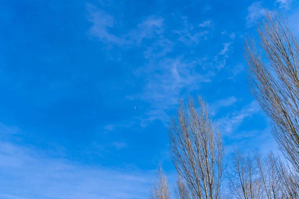 Ciel Bleu Hiver Arbres Sans Feuilles Lune Sur Ciel Bleu — Photo