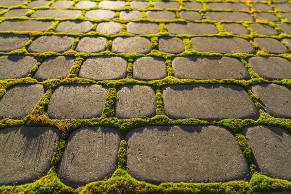 Πράσινο Γρασίδι Ανάμεσα Στις Πέτρες Ενός Λιθόστρωτου Δρόμου Στις Ακτίνες — Φωτογραφία Αρχείου