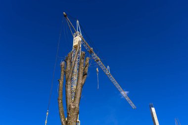 Mavi gökyüzüne karşı kesilmiş bir ağacın gövdesinin arkasında inşaat vinci. Yan görünüm