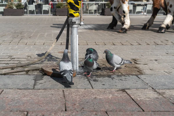 鳩は水で市町村のスイーパーを給油するためにディスペンサーの近くの町の広場で晴れた日に水を飲む — ストック写真
