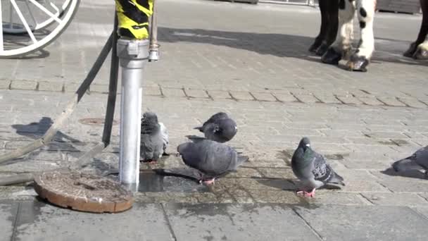 Tauben Waschen Sich Einem Sonnigen Tag Der Straße Einer Pfütze — Stockvideo