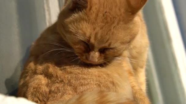 Gran Gato Jengibre Peina Piel Con Lengua Por Mañana Luz — Vídeo de stock