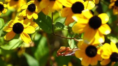 İnsanlar kıyıya yakın sakin bir denizde yüzerler, yukarıdan bakarlar.