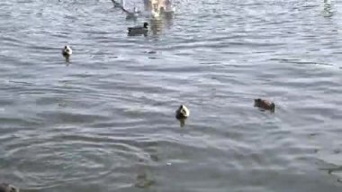 Kuğular, ördekler ve martılar Polonya nehrinde bir bahar günü suyun yüzeyinde bir araya gelirler.