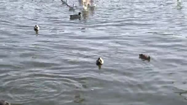 Schwäne Enten Und Möwen Versammeln Sich Einem Frühlingstag Der Polnischen — Stockvideo