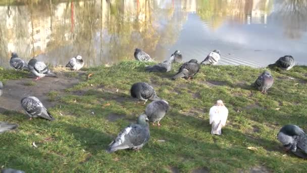 공원의 비둘기 먹이와 청소용 깃털을 — 비디오