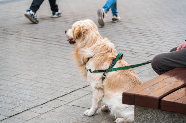 Tasmalı büyük bir köpek bankın yanındaki sahibinin yanına oturur ve yoldan geçenleri seyreder.