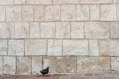 Taş döşeli bir yolda, eski bir tuğla duvarın arkasında yalnız bir güvercin.