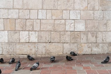 Taş döşeli bir yolda, eski bir tuğla duvarın arkasında bir grup güvercin.