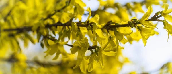 Żółta Gałąź Krzewu Forsycji Kwitnącej Wiosną Naturalne Piękno Wiosennej Przyrody — Zdjęcie stockowe