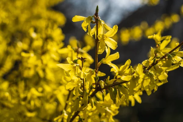 Bloeiende Gele Forsythia Bush Het Voorjaar Wazig Achtergrond Natuurlijke Schoonheid — Stockfoto