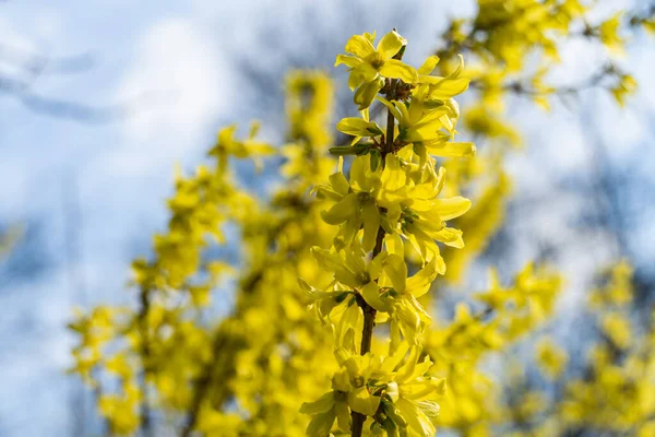 Bloeiende Gele Forsythia Bush Het Voorjaar Wazig Blauwe Achtergrond Natuurlijke — Stockfoto