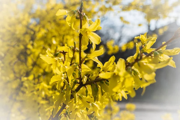 春日盛开的黄松灌木 背景朦胧 春天里的自然美景 — 图库照片
