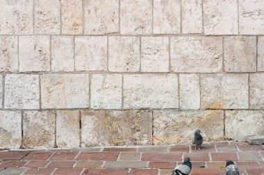 Sağ alttaki asfalt bir yolda güvercin arka planda eski gri bir tuğla duvar var.