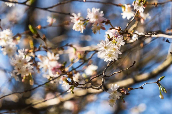 Wiśnia Kwitnie Wczesną Wiosną Przeciwko Niebu Słoneczny Dzień — Zdjęcie stockowe