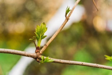 Baharın başlarında bulanık bir zeminde ilk yapraklar, doğanın ilkbaharda uyanması, büyümenin başlangıcı.