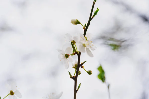 背景がぼやけている孤独な桜の枝に白い繊細な花のクローズアップ 自然の春の目覚め 人生の始まり — ストック写真