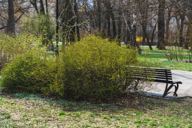 Baharın erken saatlerinde Polonya 'nın Krakow kentindeki bir şehir parkındaki ahşap bir bankın yakınındaki güneş ışınlarında yeşil çalı.