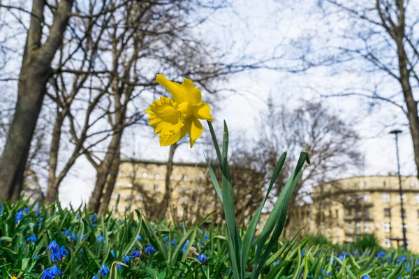 Gula Narcisser Narcisser Blomma Blå Och Gula Primulor Och Grönt — Stockfoto