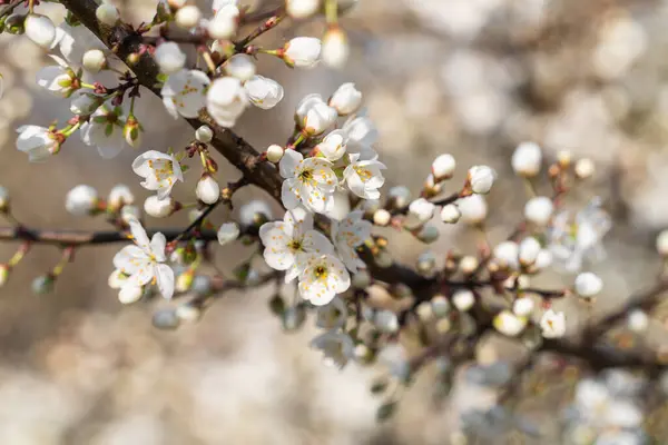 四月的春天 白色的樱花在阳光的照耀下 在朦胧的背景下绽放着 春天的背景是明亮的 — 图库照片