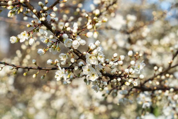 Blühender Kirschzweig Auf Verschwommenem Hintergrund Aus Weißen Blumen Und Blauem — Stockfoto