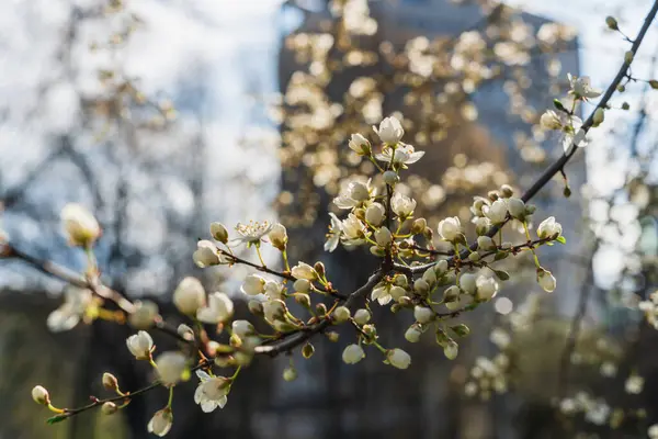 4月上旬の高層ビルを背景に 太陽の光が差し込む白い桜 — ストック写真