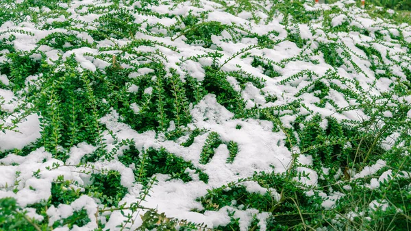 Biały Śnieg Zielonych Krzewach Wczesną Wiosną Wiosenne Mrozy — Zdjęcie stockowe