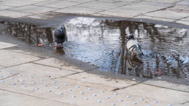 Kasaba meydanındaki taş levhalara yağan yağmurdan sonra su birikintisinde iki güvercin