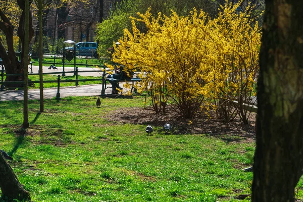 Buisson Jaune Forsythia Fleurs Sous Lumière Soleil Dans Parc Ville — Photo