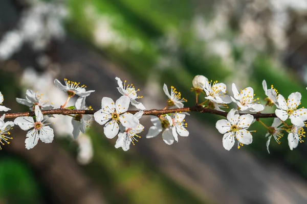 在孤独的樱花横枝上的白花的特写 背景模糊 有空间插花 — 图库照片