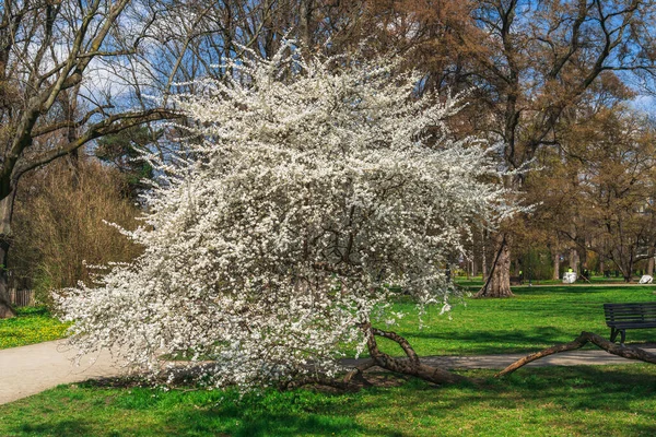 Cerisier Blanc Fleurs Sur Herbe Verte Dans Parc Ville Jour — Photo