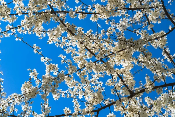 Witte Takken Van Een Bloeiende Kersenboom Tegen Blauwe Lucht Een — Stockfoto