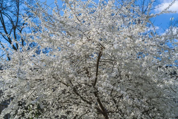 봄날푸른 하늘에 벚나무가 오르는 — 스톡 사진