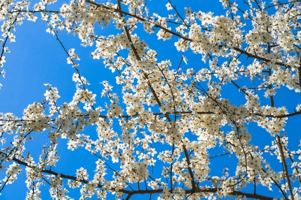 春の晴れた日には桜の枝に白い花を咲かせ 下からの眺め — ストック写真