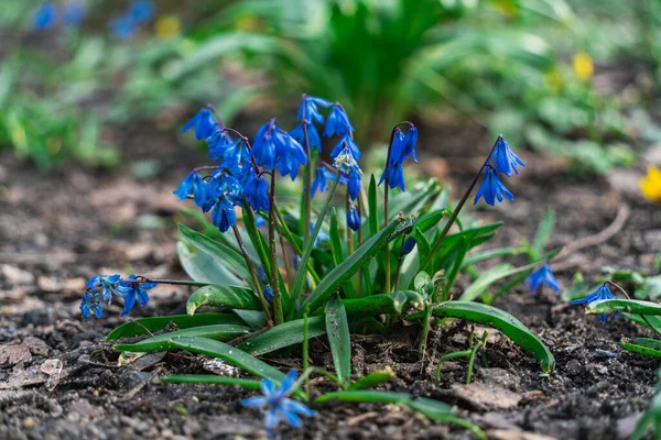 Vahşi bahar çiçeklerine yakın plan, mor kruvazör ya da safran açık hava, ilkbahar başlarında seçici odaklı doğal arka plan