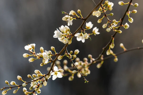 四月初春 白樱花在昏暗的深绿色背景下 背光下绽放 — 图库照片