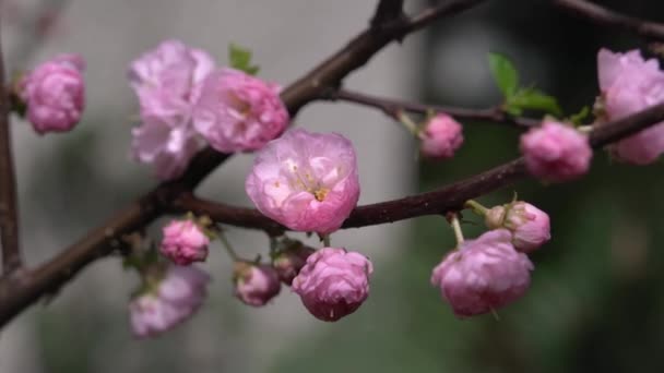 Close Pink Flowers Tree Branch Raindrops Swaying Wind Cloudy Day — Vídeo de stock