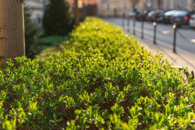Şehir kaldırımı boyunca akşam güneşinin ışınlarında bir çalılığın yeşil yapraklarını ve akşamları yol kenarına park edilmiş arabaları şehrin arka planında. Seçici odak