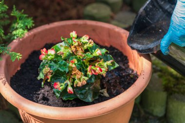 Güneşli bir sabahta evin bahçesindeki açık bir tencereye çiçek dikmek, bir bahçe kovasından taze ekilmiş bir çiçeği sulamak. Boş zamanlarınızda güzel bir bahçe işleri.