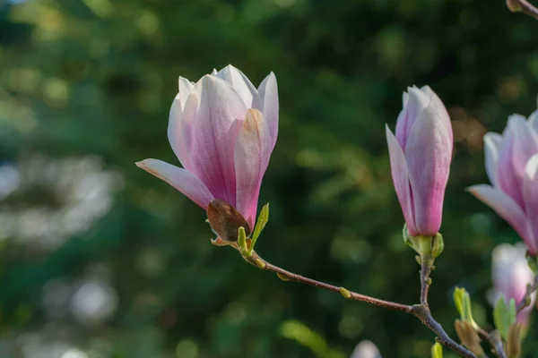 Blurred Green Background Close Delicate Magnolia Flower First Traces Wilting — Stockfoto