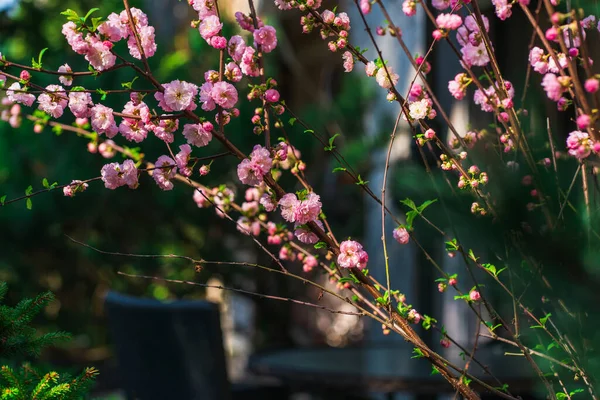 Pink Flowers Branches Cherry Blossoms Early Spring Morning Sunlight Dark — Stockfoto