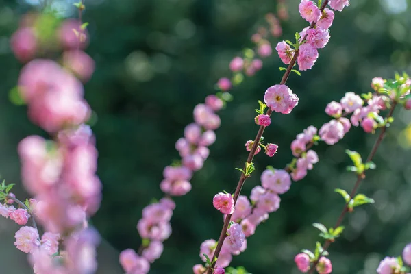 Close Pink Flowers Branches Cherry Blossoms Early Spring Morning Sunlight — Stockfoto