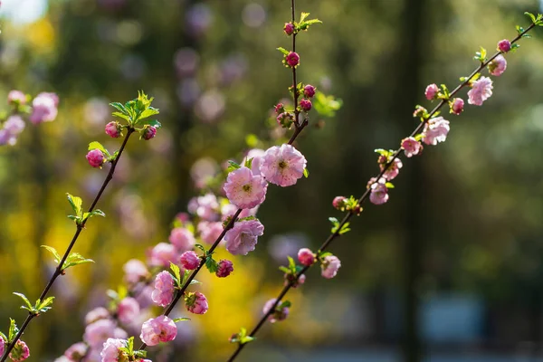 在早春的早晨 阳光照射在朦胧的绿色背景下 樱花枝条上的粉红花朵的特写 柔和的春天背景 唤醒的自然 — 图库照片
