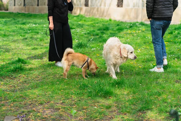 Early Spring Park Man Woman Walk Dogs Green Grass Woman — Stockfoto