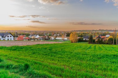 The field of young green shoots of grain on the outskirts of the village in early spring at sunset of the day, migration bird sits on electric wires on the Sunset Horizon line, spring background
