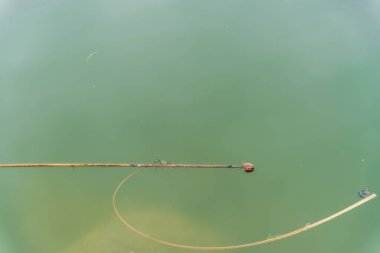 Bir salyangoz, bir bahar sabahı yeşil sudaki uzun otların üzerinde bir gölün pürüzsüz yüzeyinde yüzer.