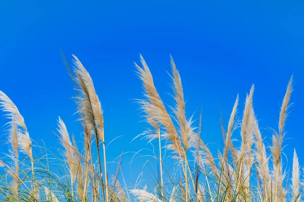 Pampas Gras Tegen Een Blauwe Lucht Zonder Wolken Een Zonnige — Stockfoto