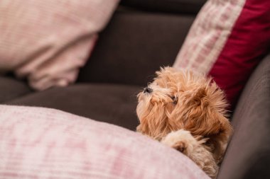 Kanepede yastığa uzanmış, yarı oyuncak kaniş, yarı Malta 'lı, tüm ailenin komik evcil hayvanı sağ tarafa bakan tüylü bir köpeğe yakın plan.
